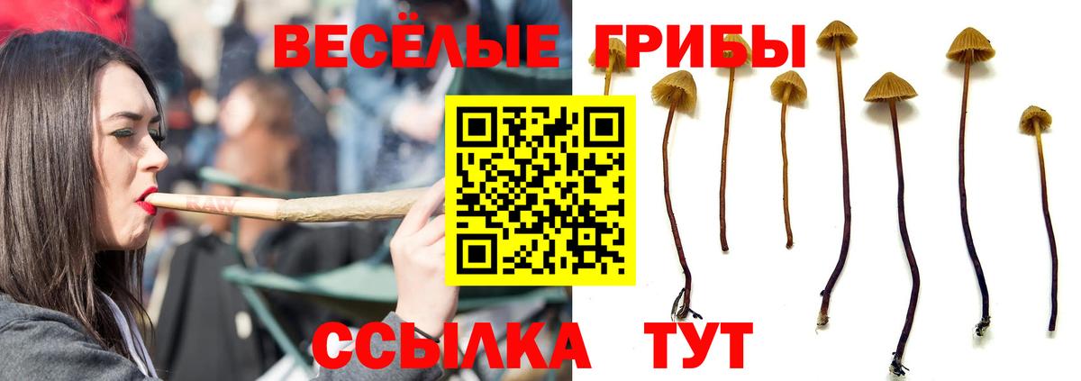 Минусинск  Псилоцибиновые грибы Psilocybine cubensis  Вход с VPN 